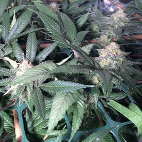 Семена марихуаны Sensi Skunk x Jamaica (Pegas) regular Ganja Seeds