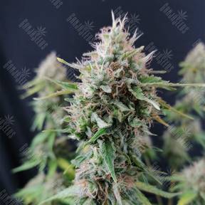 Семки Candy Kush Express (Fast Flowering) feminised Royal Queen