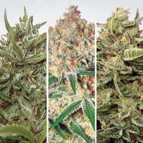 Семена марихуаны Auto Collection Pack #1 feminised Paradise Seeds